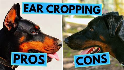 Ear Cropping Pros And Cons Natural Ears Vs Cropped Ears Youtube