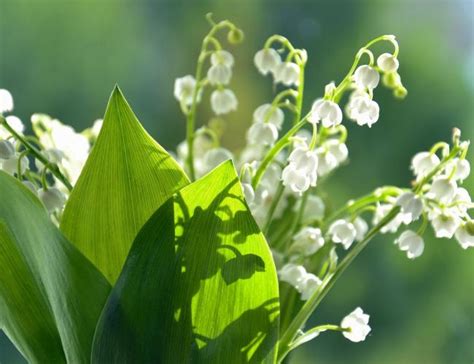 Lily Of The Valley Agrohortipbacid