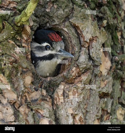 Great Spotted Woodpecker Nest Hi Res Stock Photography And Images Alamy