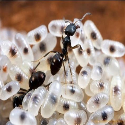 Aphids are important herbivores and important pest of many field and forest crops. Ant Control | Atom Exterminators Cyprus Pest Control