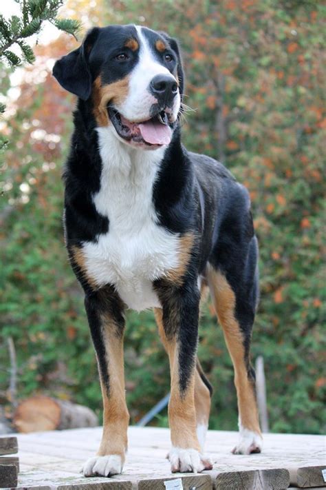 The greater swiss mountain dog was nearly extinct but brough back about 100 years ago. Pin by ||Shayna Arsenault|| on Pawshake Canada Dogs ...