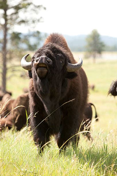 Best Buffalo Charging Stock Photos Pictures And Royalty Free Images Istock