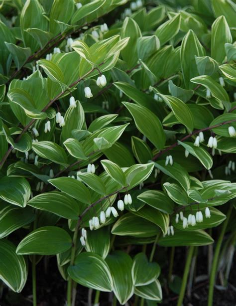 The Year of the Variegated Solomon's Seal - Plant Something Oregon
