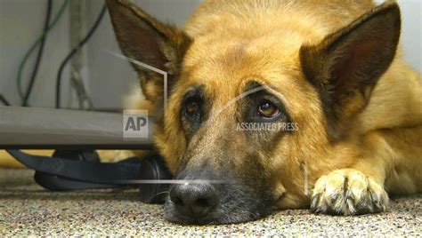 Scientists Take A Peek Behind Those Sad Puppy Dog Eyes 1380 Kota Am