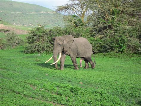 Five Legged Elephant Ngorogoro Crater Northern Tanzania S