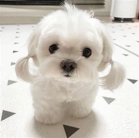The good news is we have an article and some pictures about what you're looking for. Teacup Maltese Price In India