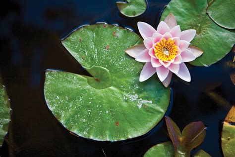 Lily Pad Wallpapers Wallpaper Cave