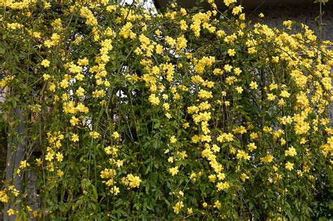 You can enjoy this plant indoors for several months. Jasminum mesnyi (Primrose Jasmine)