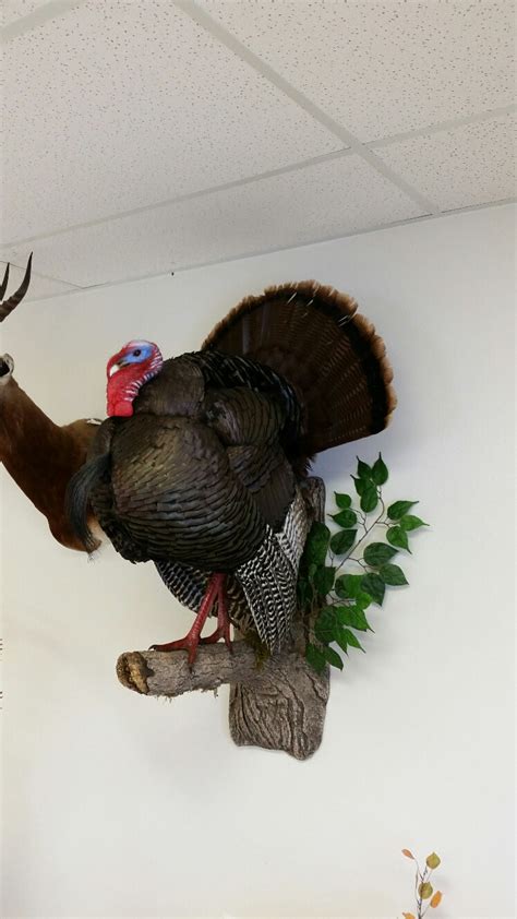 Full Strut Turkey Mounts Stehlings Taxidermy