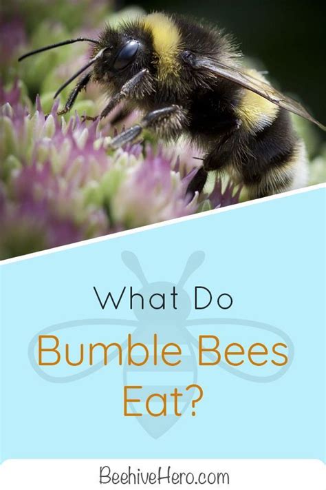 So wait bumble mod apk (2021) v5.2.0 unlimited gold, unlocked is made for your dating app. Pin on Bees