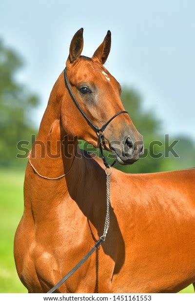 Bay Akhal Teke Horse Standing Summer Stock Photo 1451161553 Shutterstock