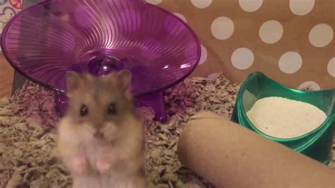 Dramatic Dwarf Hamster Youtube