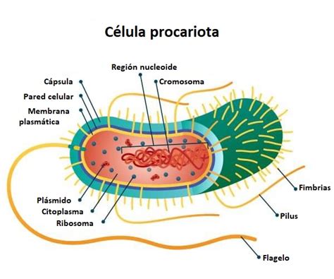 Arriba 96 Foto Celula Procariota Y Sus Partes Para Dibujar El último