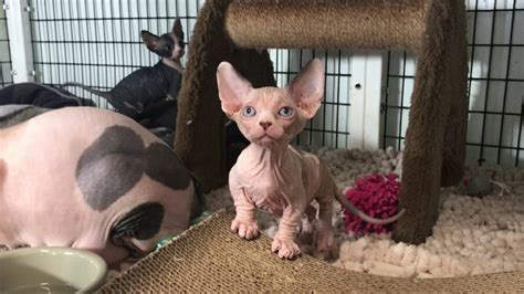 He was filled with nothing but regret: Sphynx Cat Cost and How to Get a Real One - Petsepark.com