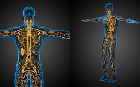Martins Wellness Connection Blog The Great Lymphatic System The