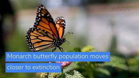 Monarch Butterfly Population Moves Closer To Extinction And Other Top