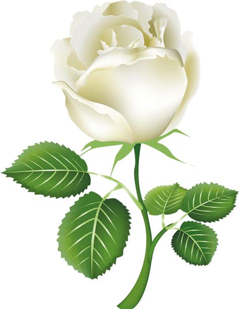 White Rose Png Transparent Images Png All