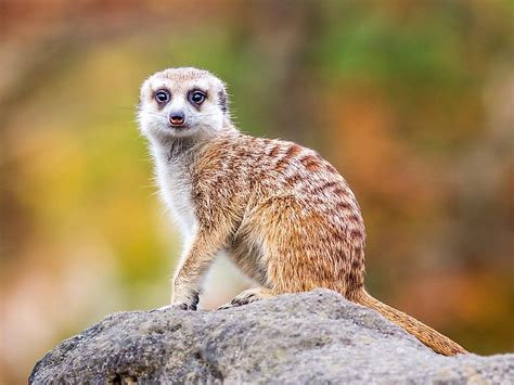 Meerkat Facts Animals Of Africa