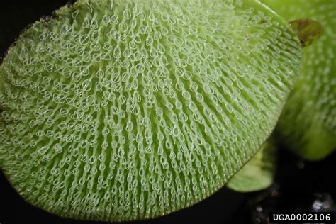 The impact of biological control of giant salvinia on dissolved oxygen is statistically analyzed. giant salvinia, Invasive Plants of the Eastern United States
