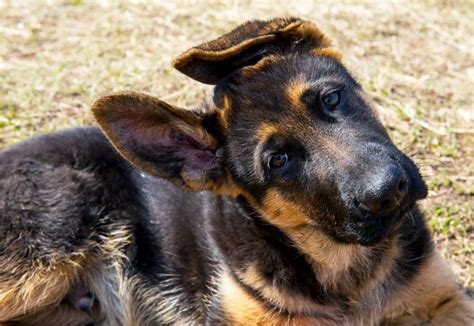 We did not find results for: Average Cost of Buying a German Shepherd (With 21 Examples) - Embora Pets