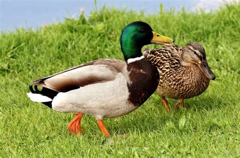 Duck Breeds 14 Breeds You Could Own And Their Facts At A Glance Duck