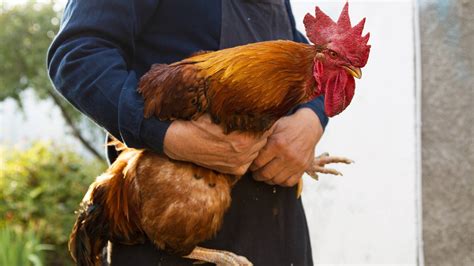 Roosters Saved More Than 200 Fowl Freed From Alleged Cockfighting Ring