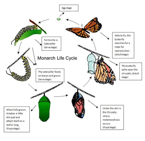 Arriba Foto The Life Cycle Of A Butterfly Lleno