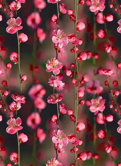 Peach Blossom Wallpapers Top Free Peach Blossom Backgrounds