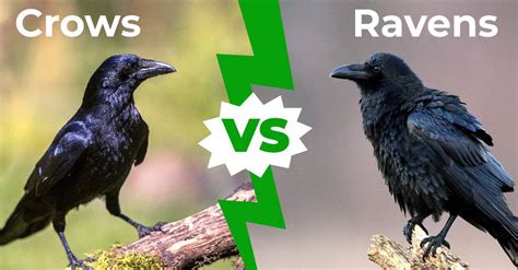 Crows Vs Ravens 5 Main Differences Explained A Z Animals