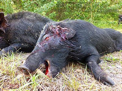 We did not find results for: Is .223 enough gun for hogs? The proof is in the pig. | SHWAT™