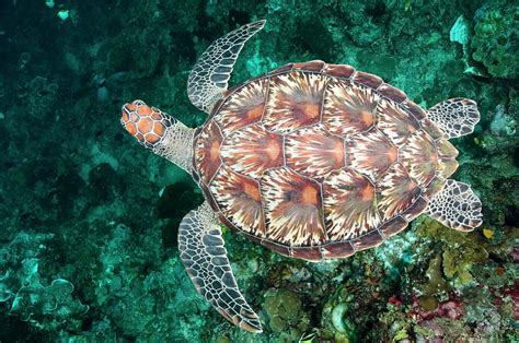 Green Sea Turtle Swimming Photograph By Scubazooscience Photo Library