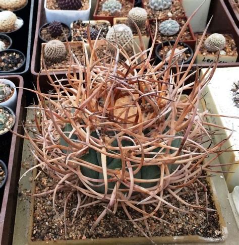 New york times subscribers figured millions. Gymnocalycium armatum | Cactus plants, Cactus and ...
