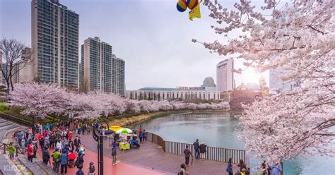 Koreas 2019 Cherry Blossom Forecast And The Best Viewing Spots Klook