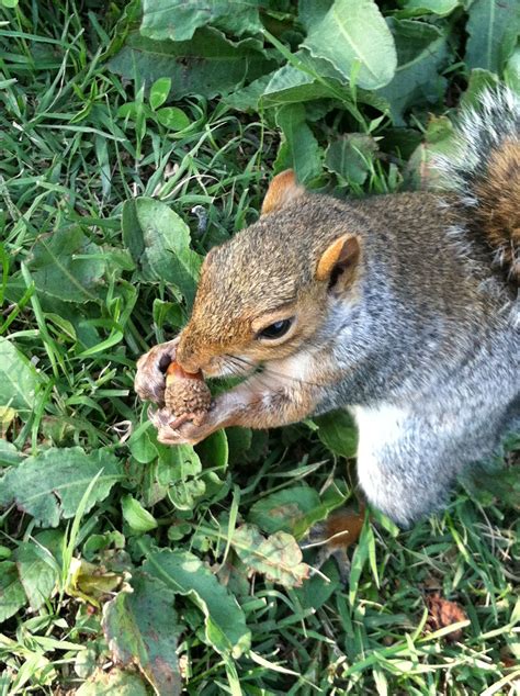 Squirrel Eating An Acorn Acorn Squirrel Nature Animals Naturaleza