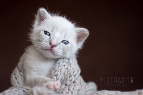 Newborn Kitten Photography Kitten Newborn Photo Shoots That Will