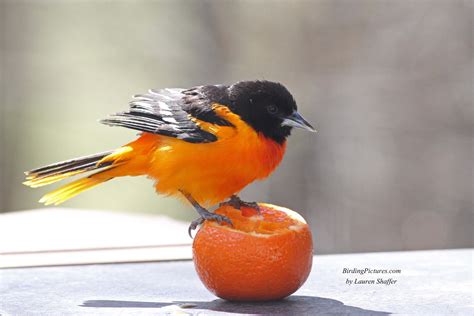 Baltimore Orioles Come To Orangessometimes Birding Pictures