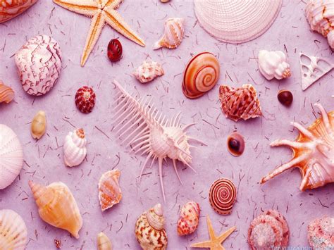 Seashell Wallpaper 53 Pictures
