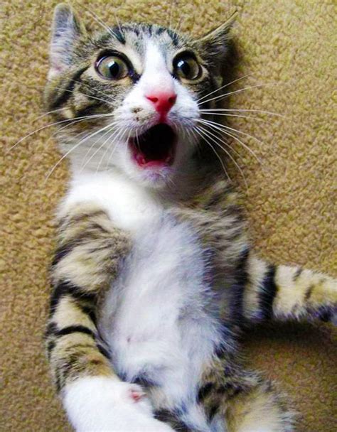 Shocked Cat Kitten Pictures Crazy Cats Cute Cats