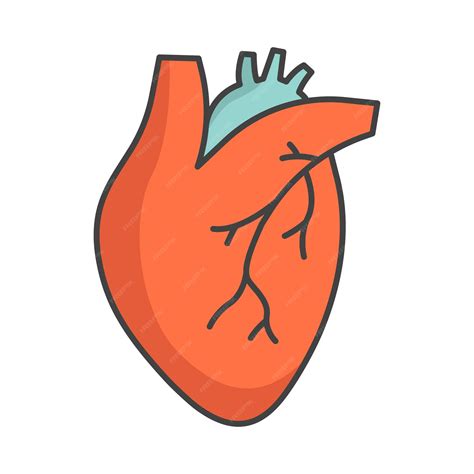 Premium Vector Human Heart Icon Vector On Trendy Design