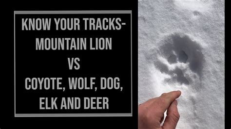 Mountain Lion Tracks Vs Coyote Wolf Dog Elk And Deer Tracks Youtube