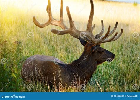 Bull Elk In Prairie Field At Sunset Stock Image Image Of Stag Hunt