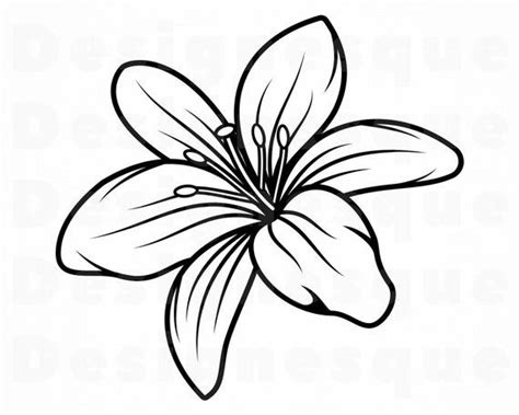 Lily Flower 3 Svg Lily Flower Svg Lily Svg Flower Svg Etsy Lilies