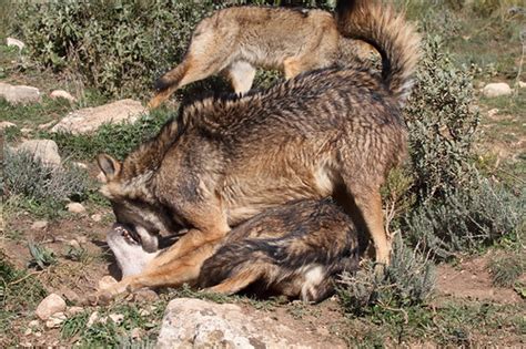 Iberian Wolf Canis Lupus Signatus This Sub Species Of The Flickr