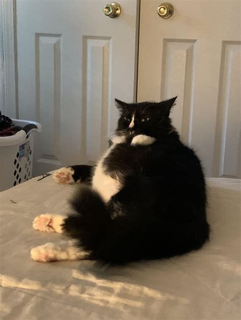 This Absolute Tuxedo Unit Rabsoluteunit