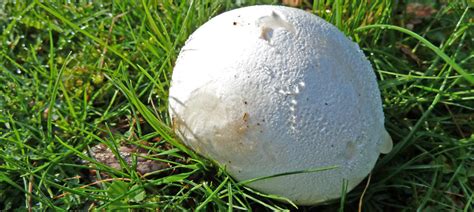 Large As Life The Giant Puffball The Mushroom Diary Uk Wild