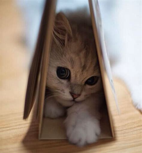 Check spelling or type a new query. 20+ Photos Of The Cutest Kittens Ever | Purrtacular - Part 4