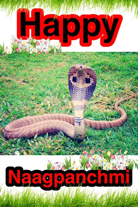 Leave a comment cancel reply. नागपंचमी वॉलपेपर Nag panchmi wallpaper and status ...