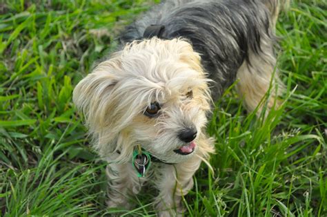 Dog Free Stock Photo - Public Domain Pictures