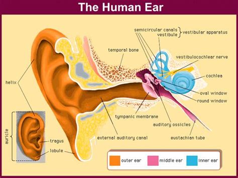 Functions Of The Human Ear Physics Stuff