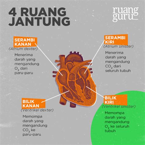 Jantung terletak di dalam rongga torakik, di balik tulang dada. Biologi Kelas 8 | Jenis-jenis Sistem Peredaran Darah pada ...